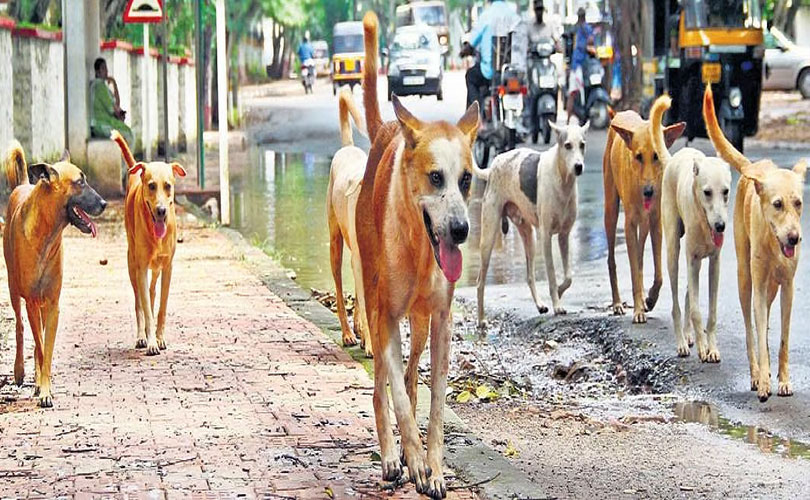 അപകടകാരികളായ തെരുവുനായ്ക്കളെ കൊല്ലാം; തദ്ദേശ സ്ഥാപനങ്ങൾക്ക് 